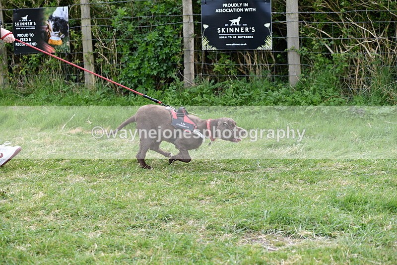 WJ5_0062 - Class 5 Best Veteran / 7 years & over