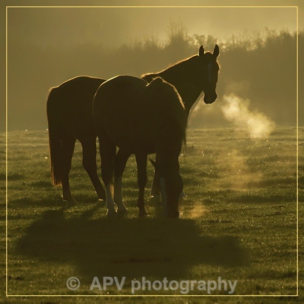  - Horses'n'Ponies