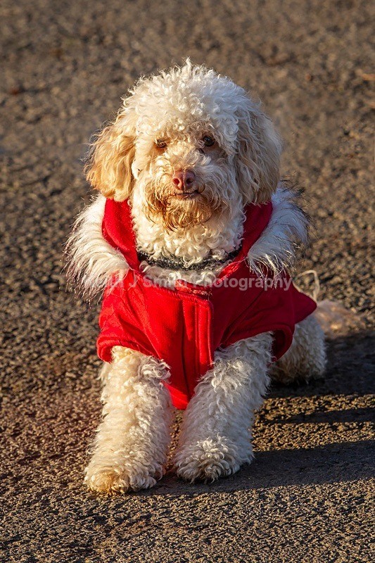 4KJS3139 - Dogs in Abington Park