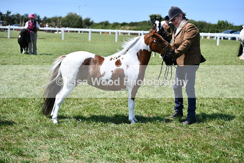 DSC_7696 - Class 64: Coloured Pony 4yrs & over