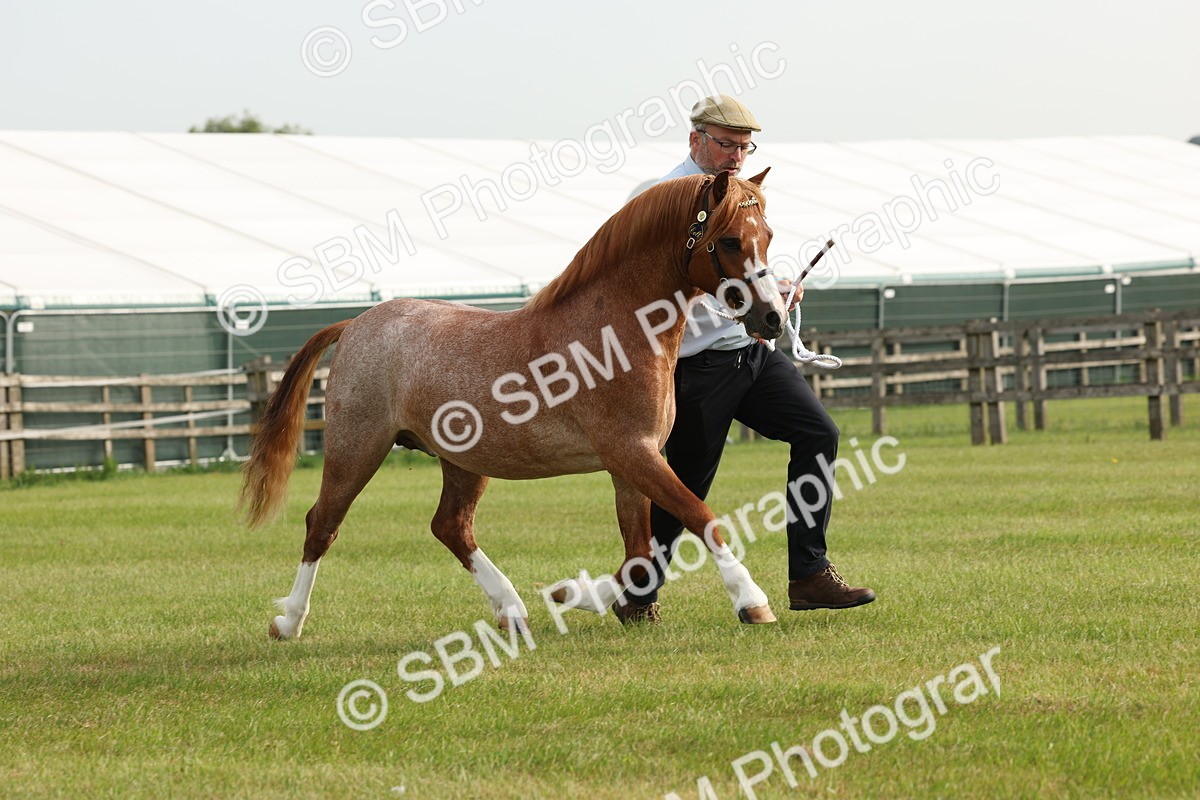 SBM_00434 - Class 6-13 - Mountatin and Moorland In Hand Welsh Breeds