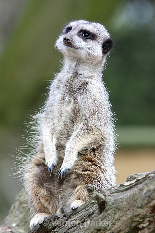 Meerkat - Wildlife