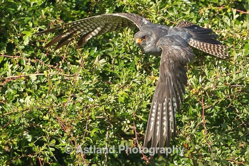 Astland Photography, Bird and Wildlife Images, Susan and Peter Wilson, U.K.