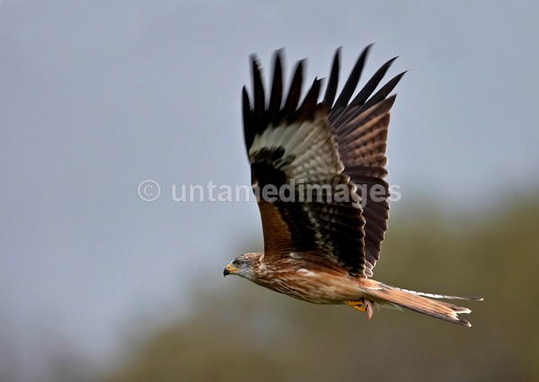 Red Kite - United Kingdom