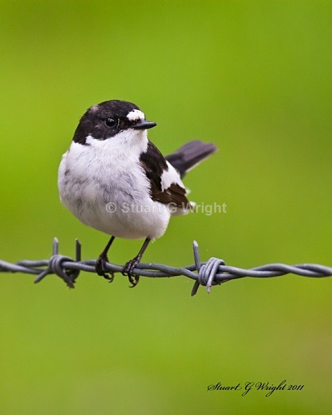213 - Flycatchers, Redstarts & Stonechats