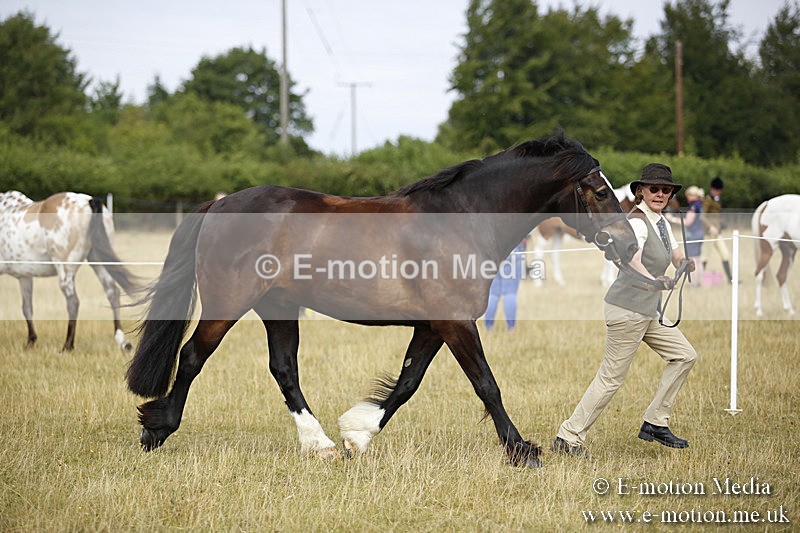 _C7A9584 - BVRC Sow 2018 Ring 2