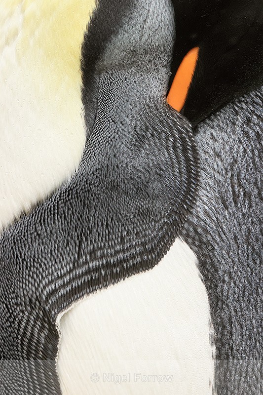King Penguin flipper feathers, close view, Saunders Island, Falklands - King Penguin