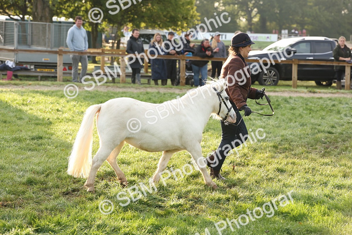 SBM_54422 - S51 - Foreign Breeds In Hand