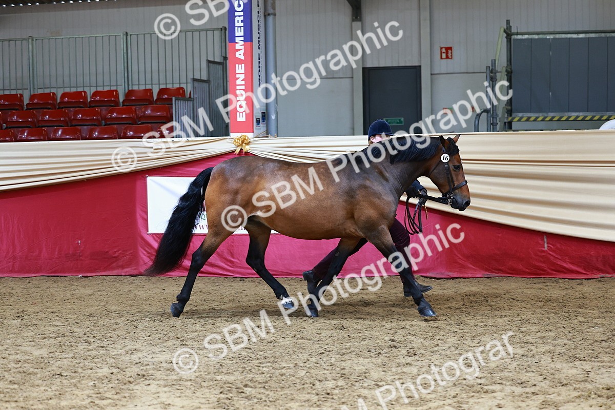 SBM_23161 - Class 903 - Supreme Final - IH Pre Vet