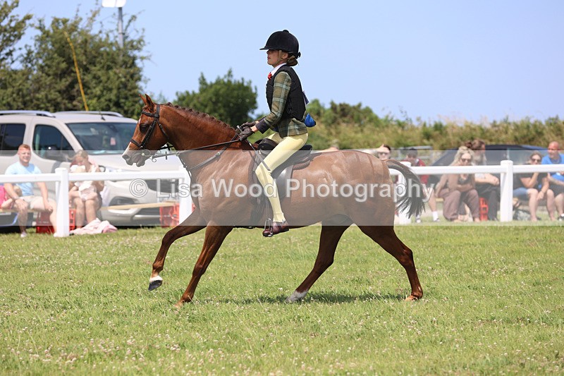 JPP_2578 - Class 21: Working Hunter 60cm