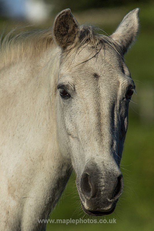 Grey Head and Shoulders - Horses & Ponies
