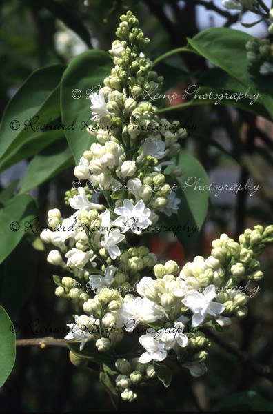 Syringa Vulgaris Alba - Plants