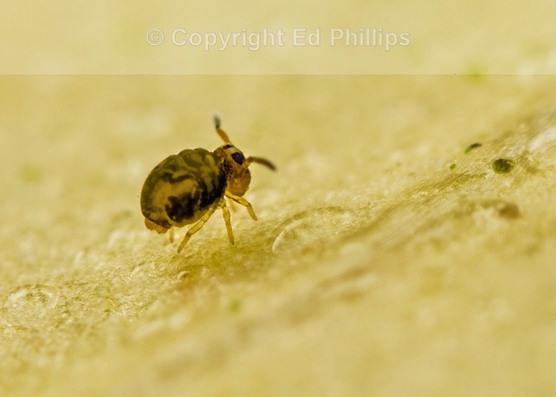 Sminthurinus reticulatus