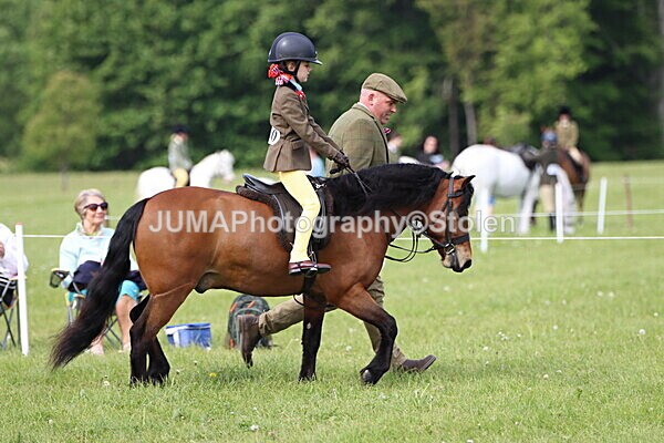 IMG_2314 - Working Hunter
