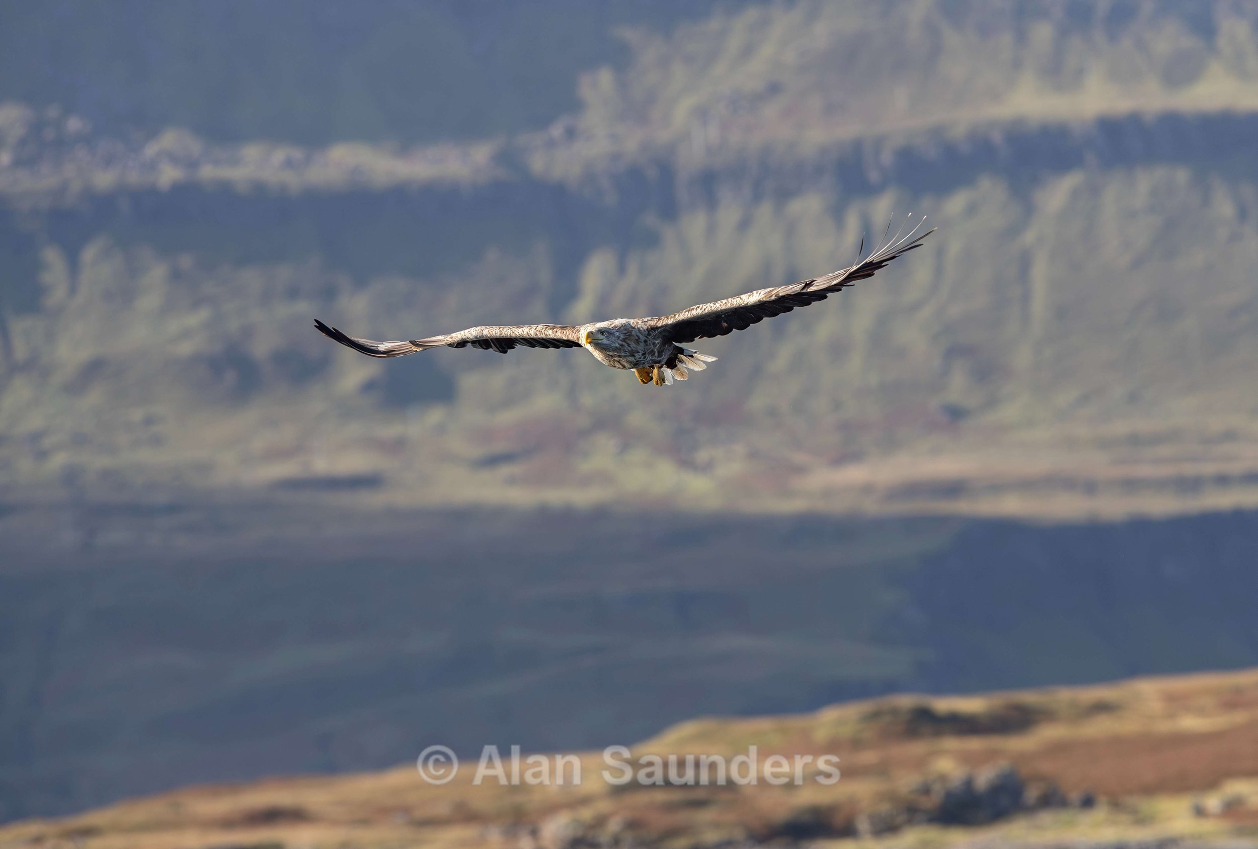 White Tailed Eagle 27