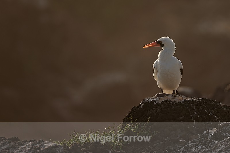 Nazca Booby on rock, backlit, Espanola, Galapagos - Nazca Booby