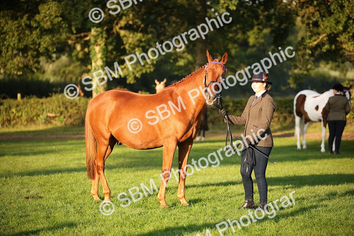 SBM_56879 - S49 - Riding Horse & Hack & Thoroughbred In Hand
