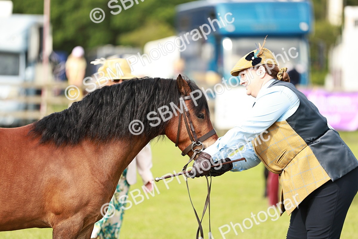 SBM_00527 - Class 14-23 - Mountain & Moorland In Hand Non Welsh