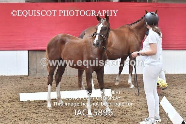 JAC_5896 - 11 Pandora of Westoak