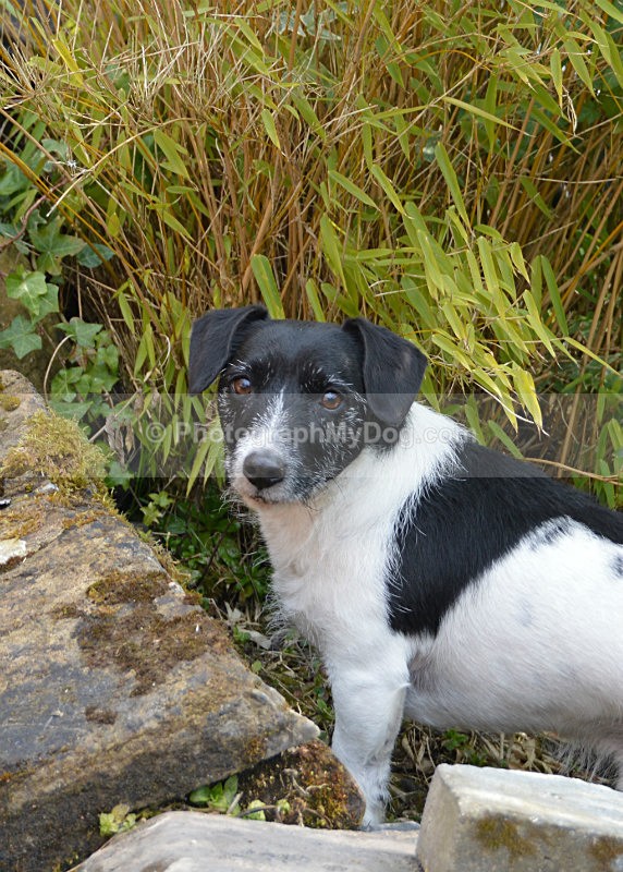  - Jack Russell Terriers