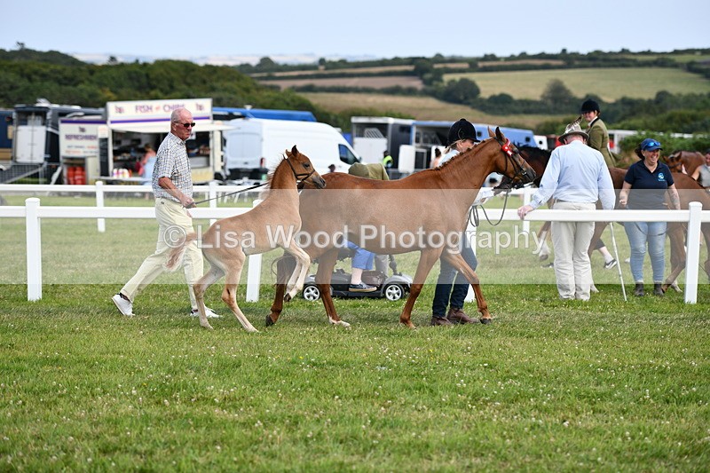 DSC_8423 - Class 69: Pure, Anglo & Part Bred In Hand Arab