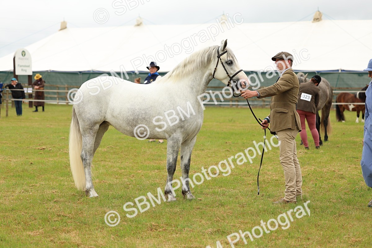SBM_04043 - Class 64-67 - Shetland Pony In Hand