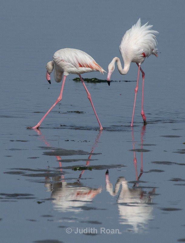 Greater Flamingo - Namibia 2022