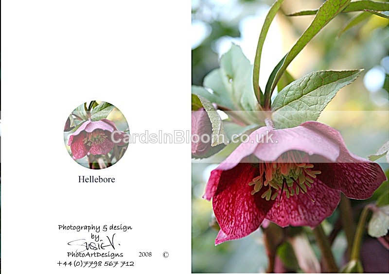 Winter 6.  Hellebore - Winter