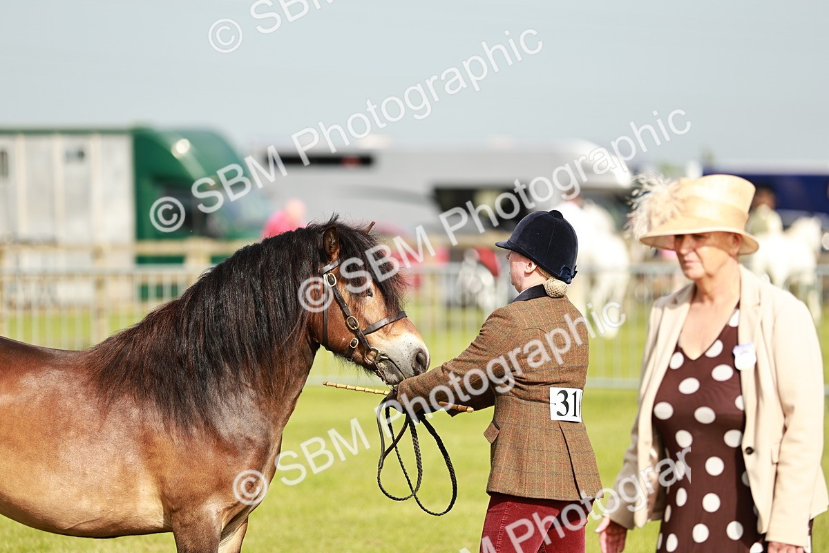 SBM_00462 - Class 14-23 - Mountain & Moorland In Hand Non Welsh