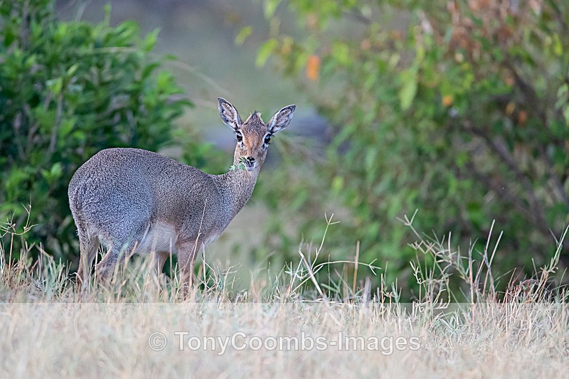 Dik Dik - Mara North ~ Other Mammals