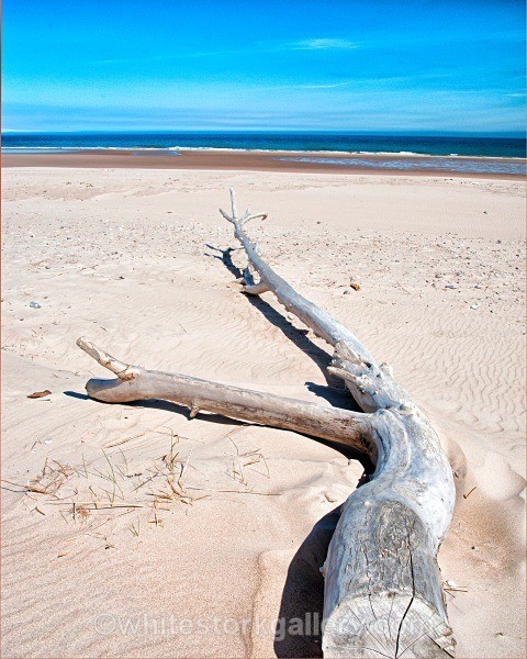 Driftwood at Lossiemouth - Scottish Highlands