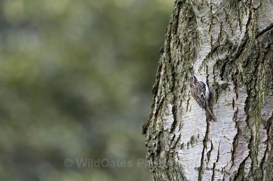 Tree Creeper 1 - Santon Downham