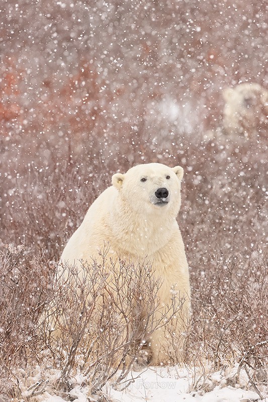 Polar Bear & snow flakes, Churchill, Canada - Polar Bear