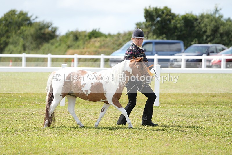 DSC06995 - Class 60: Coloured Pony 4yrs & over