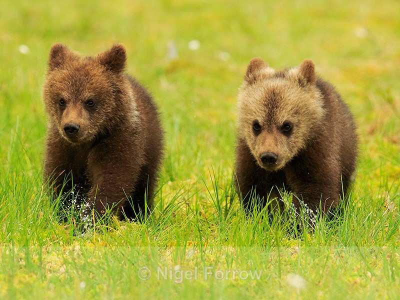 Brown Bear cubs running in the swamp at Martinselkonen - Brown Bear
