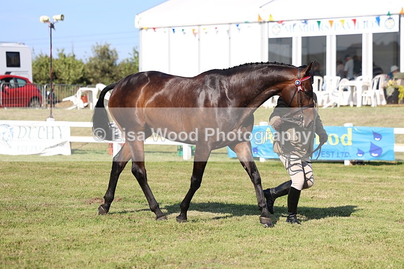 3E7A5645 - Class 2: Rising Star Large Hack/Riding Horse