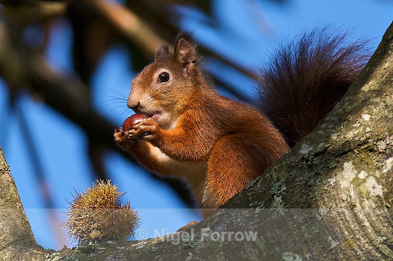 Red Squirrel sat in a tree eating a conker - Squirrel