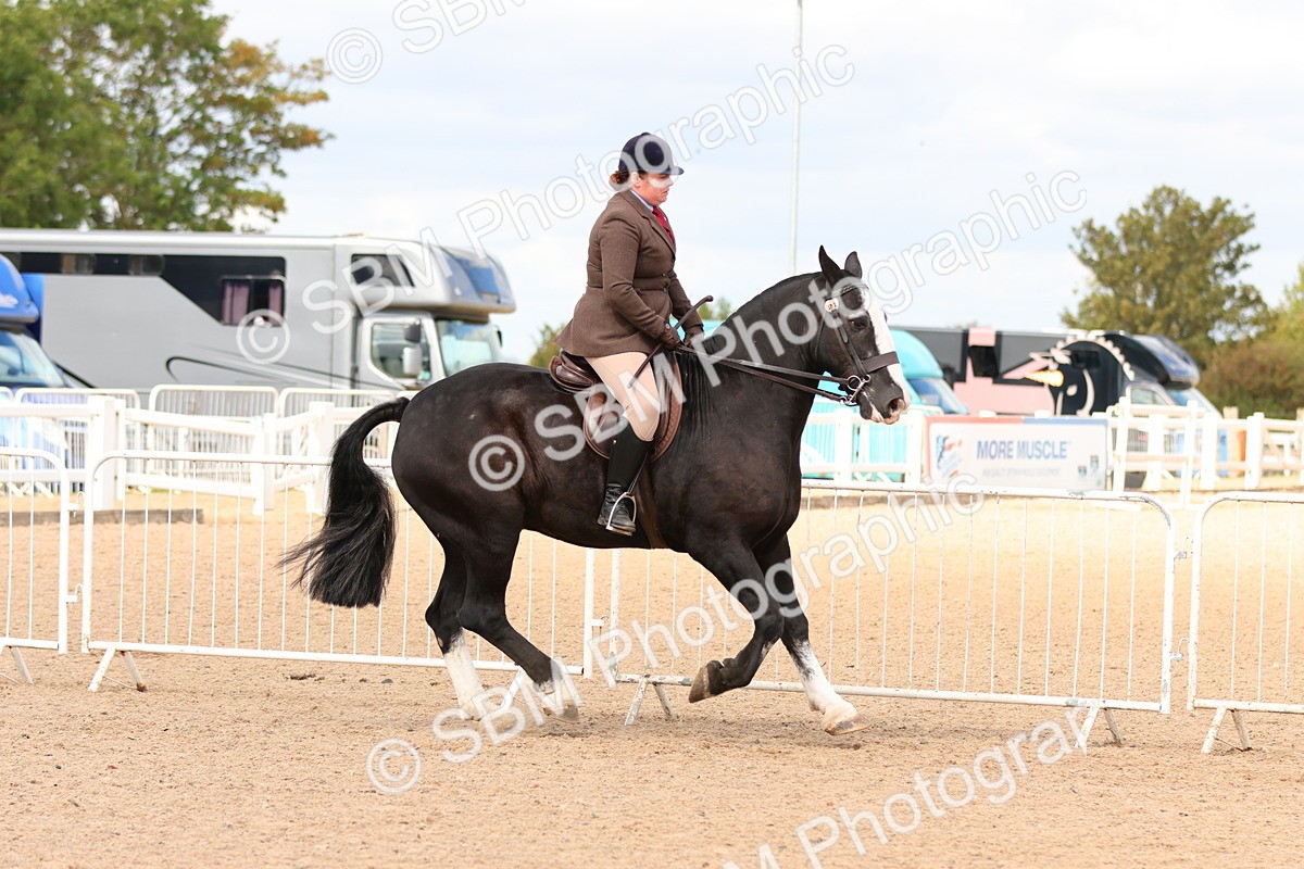 SBM_15495 - Class 214 - Ridden Show Cob
