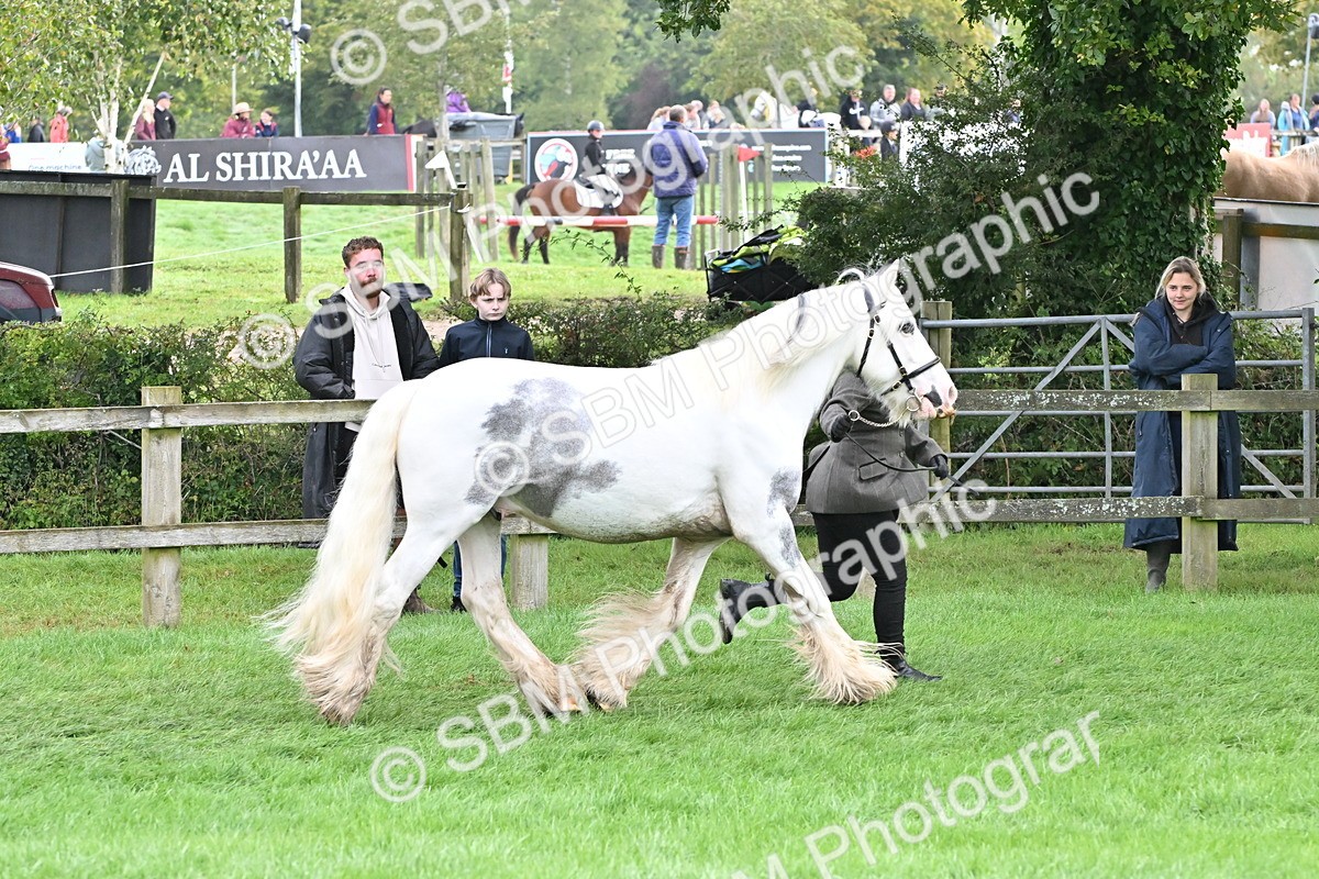 SBM_56948 - S45 - Coloured Pony In Hand