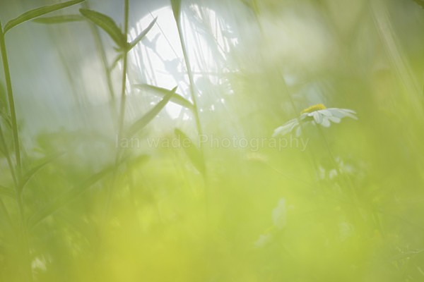  - Wild Flowers,  plants & Fungus photography, Great Britain