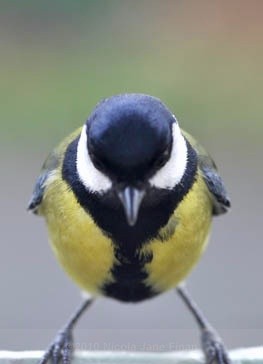 130jpg - Animals