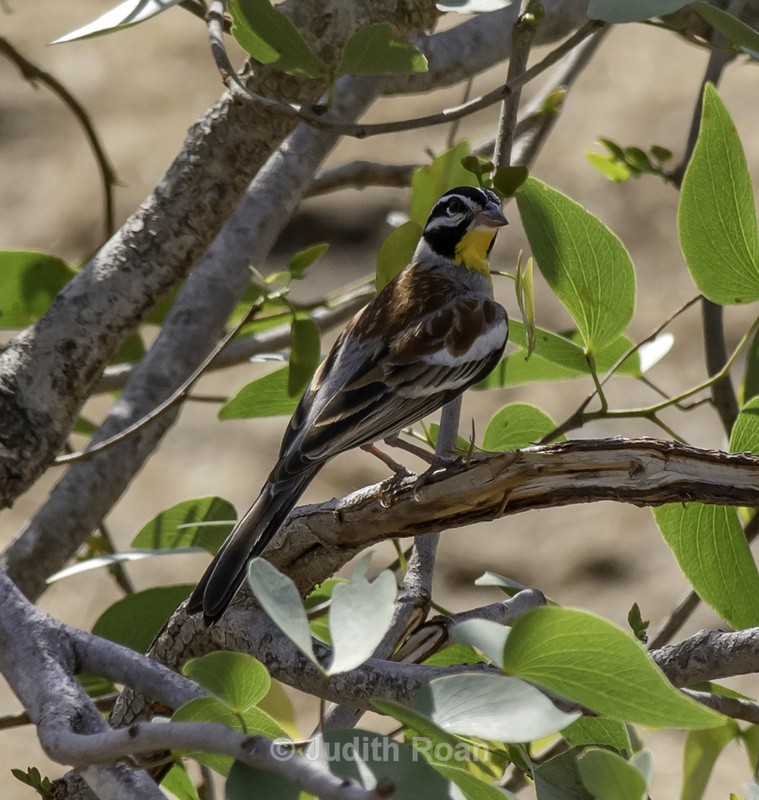 Golden-breasted Bunting - Namibia 2022