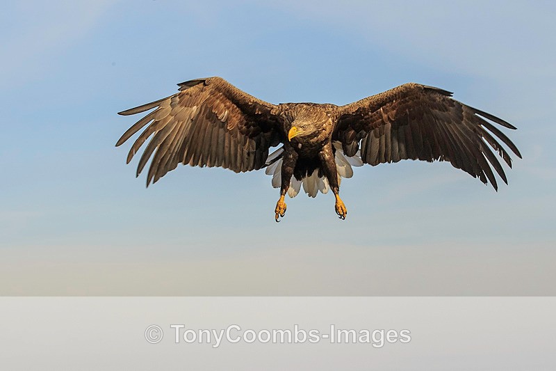 White-tailed Eagle - Eagle Hides