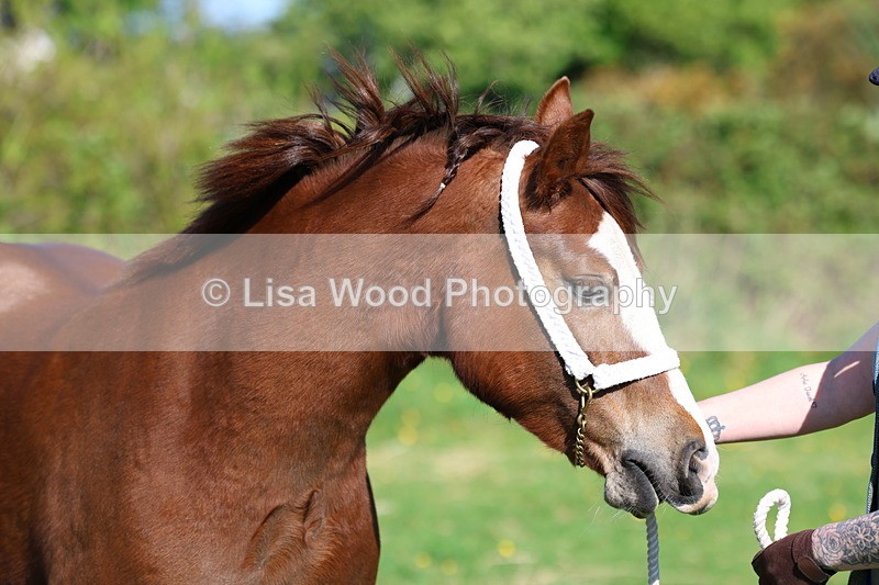 3E7A8684 - Class 13: M & M Large Breeds