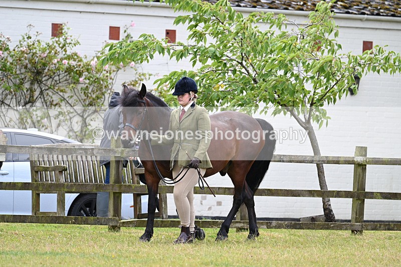 WJ7_6536 - Class 5 Handsome Gelding in hand