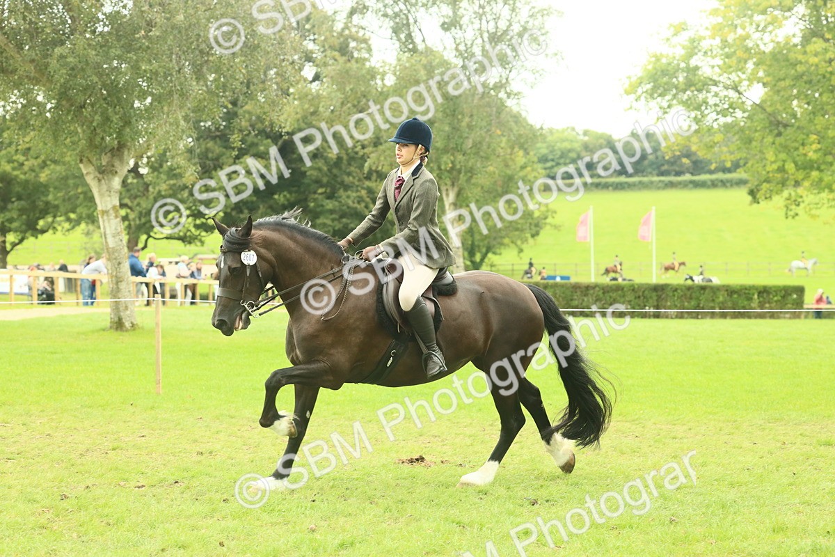 SBM_72161 - S60 - Mountain & Moorland Ridden Large Breeds