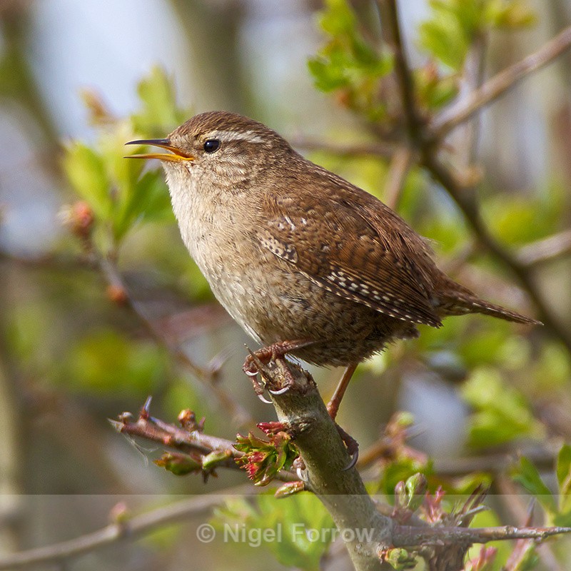 Wren perched on a branch at Otmoor - Wren
