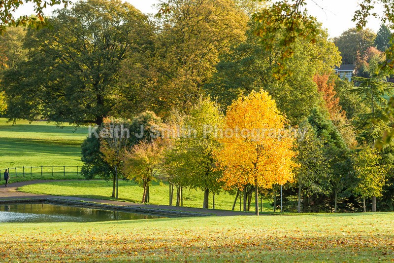 4KJS0697 - Trees in Abington Park