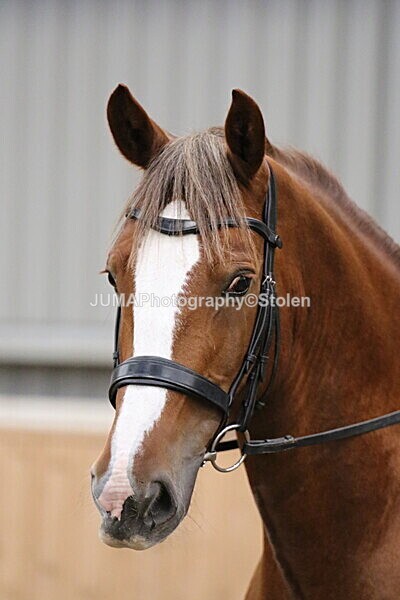 SIAL2902 - Sunday 14th Ridden