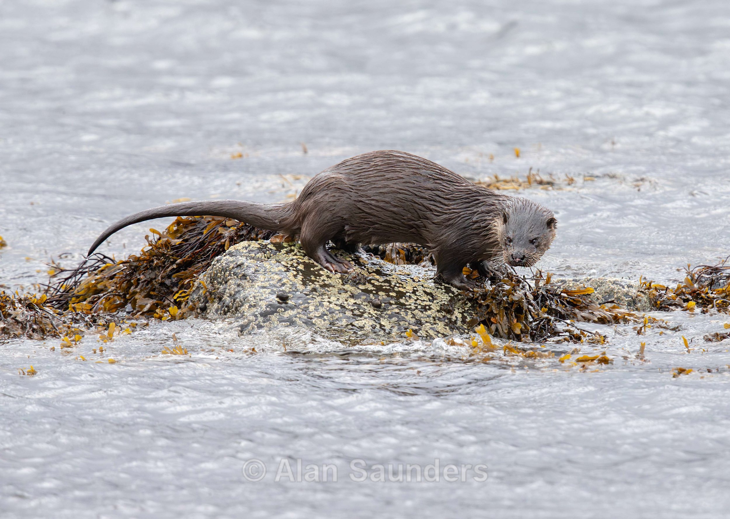 Eurasian Otter 69